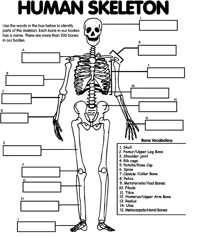 photo human skeleton_zpsqfz7ckhn.png