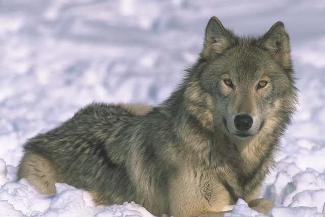wolf photo: wolf wolf.jpg