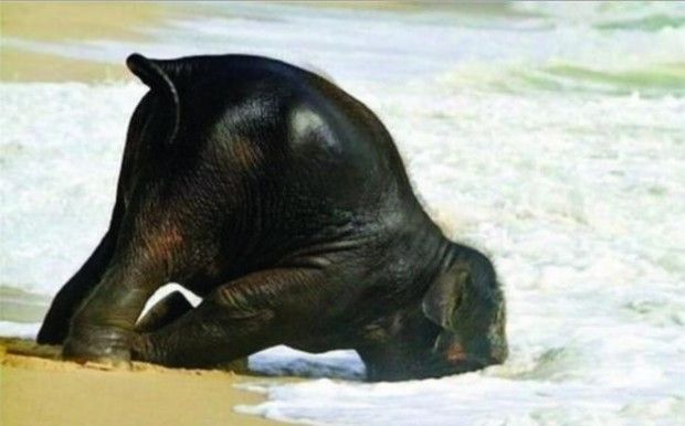  photo elephantfail_-620x386_zps723117fa.jpg