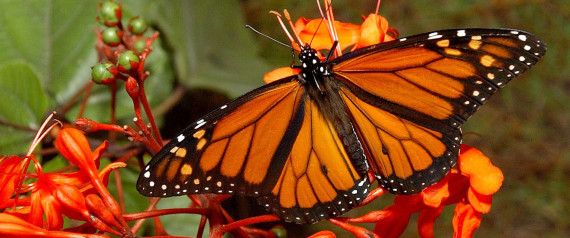  photo n-MONARCH-BUTTERFLIES-large570_zps5b2de178.jpg