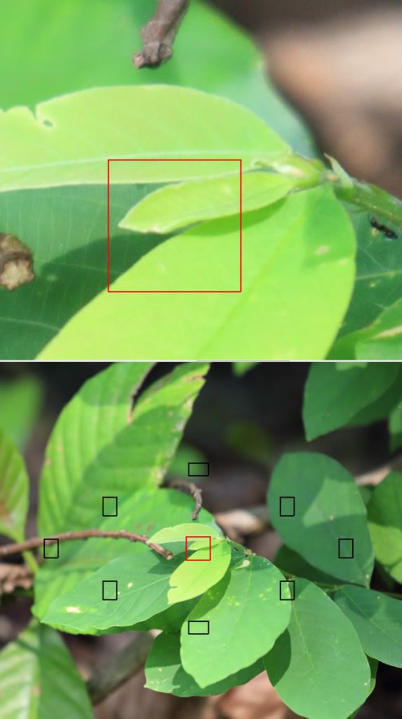 IMAGE: http://i1024.photobucket.com/albums/y304/ph20088/70200_leaf_f4.jpg