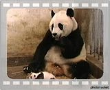 anime panda. See more anime panda videos »
