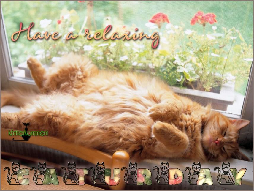 catUllielookalikeinWindow.jpg