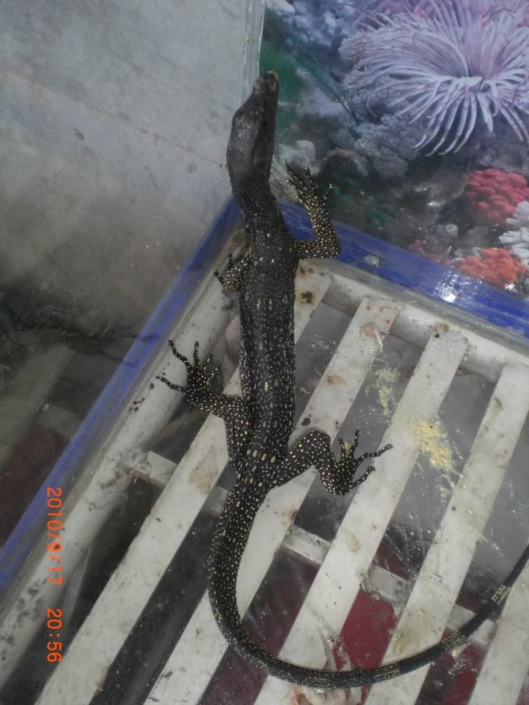 for-sale-philippine-monitor-lizard-bayawak