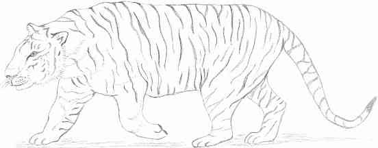 Tiger Outline Pictures, Images & Photos | Photobucket