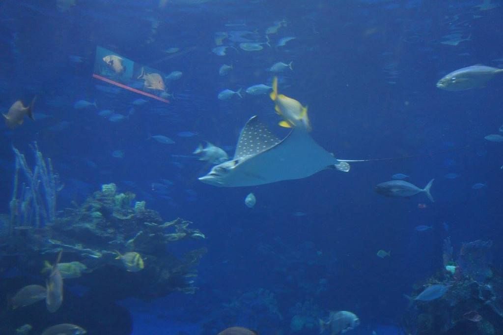 Ruta por Florida, DisneyWorld - Blogs de USA - Día 11 Sep: Disney Epcot (4)