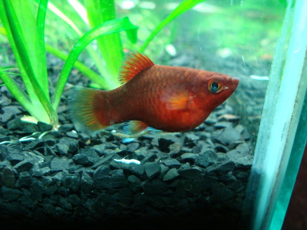 Red Platy Pregnant 46