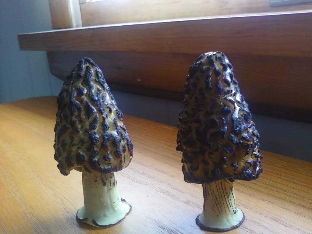 morels Forum