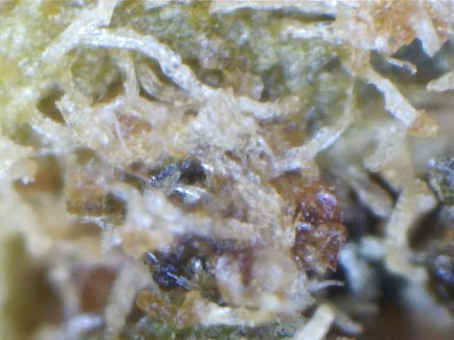 Cannabis Under Microscope