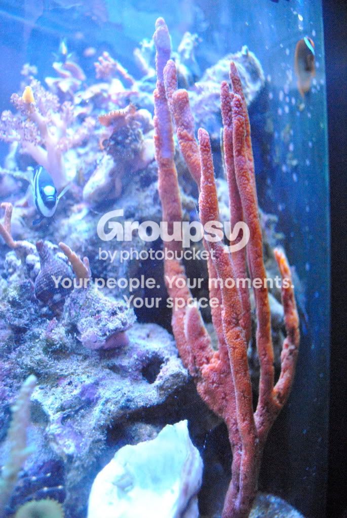 [TodoMarino.com] JimmyReef un pechizco al arrecife marino