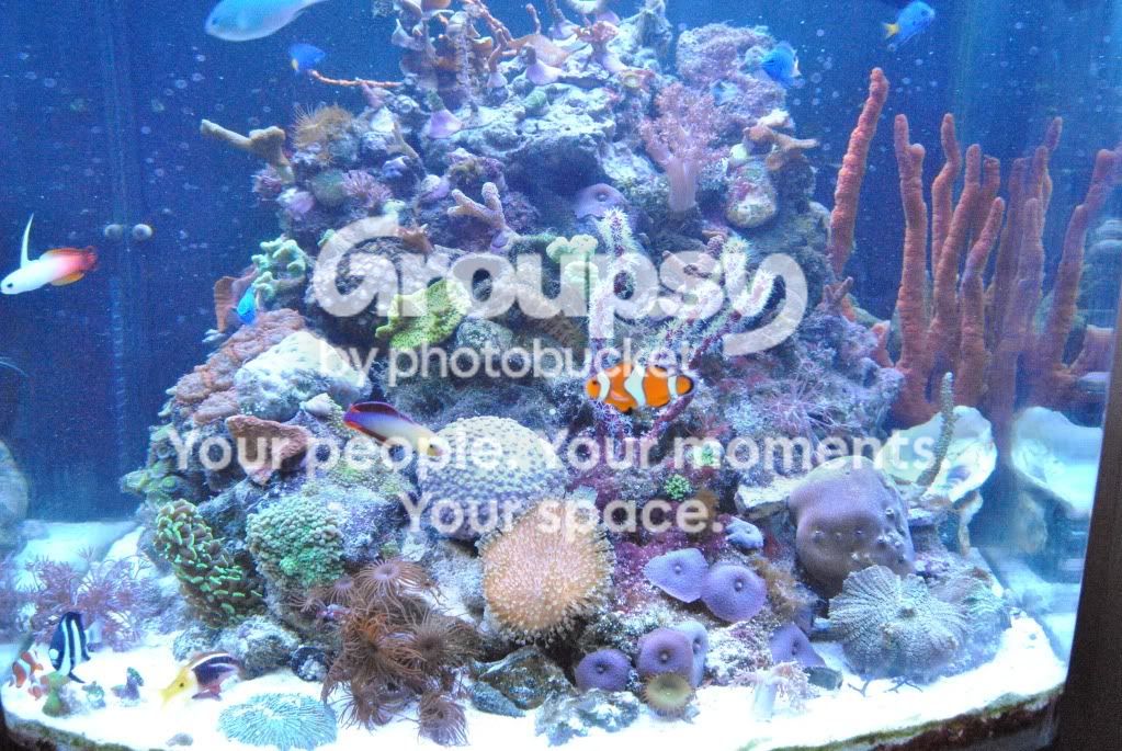 [TodoMarino.com] JimmyReef un pechizco al arrecife marino