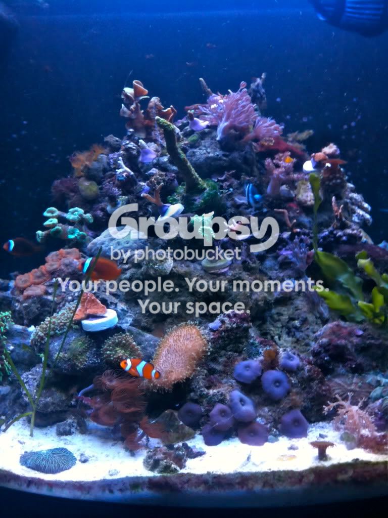 [TodoMarino.com] JimmyReef un pechizco al arrecife marino